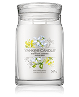Yankee Candle Signature Midnight Jasmine Duftkerze